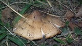 Termitomyces umkowaan image