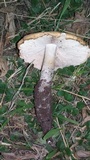 Termitomyces umkowaan image