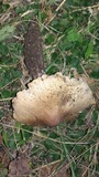Termitomyces umkowaan image