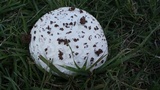 Calvatia booniana image