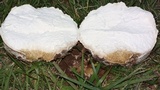 Calvatia booniana image