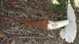 Termitomyces umkowaan image