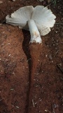 Termitomyces umkowaan image