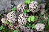 Morchella ulmaria image