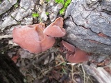 Auricularia angiospermarum image