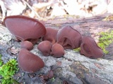 Auricularia angiospermarum image