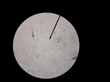 Auricularia angiospermarum image