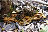 Kuehneromyces lignicola image