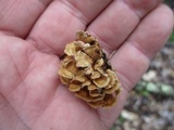 Plicaturopsis crispa image