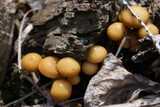 Kuehneromyces lignicola image