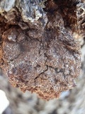 Inocutis dryophila image