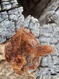 Inocutis dryophila image
