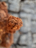 Inocutis dryophila image