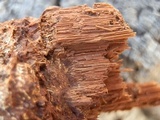 Inocutis dryophila image