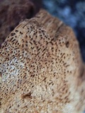 Inocutis dryophila image