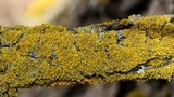 Xanthoria weberi image