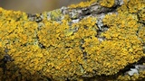 Xanthoria weberi image