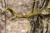 Xanthoria weberi image