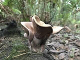 Panus conchatus image