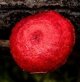 Mycena viscidocruenta image
