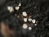 Lachnum virgineum image