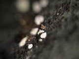 Lachnum virgineum image