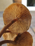 Kuehneromyces lignicola image