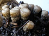 Cyathus olla image