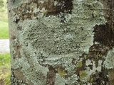Pyxine subcinerea image