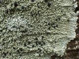 Pyxine subcinerea image