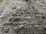 Pyxine subcinerea image