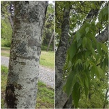 Pyxine subcinerea image