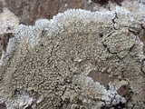 Pyxine subcinerea image