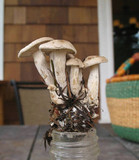 Clitocybe sclerotoidea image