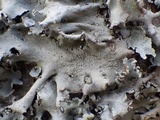 Parmotrema reticulatum image