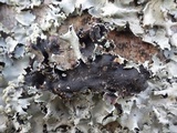 Parmotrema reticulatum image