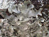 Parmotrema reticulatum image