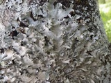 Parmotrema reticulatum image