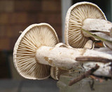 Clitocybe sclerotoidea image