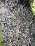 Parmotrema reticulatum image