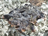 Parmotrema reticulatum image
