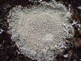 Pertusaria pertusa image
