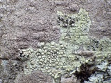 Skyttea pertusariicola image