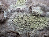 Skyttea pertusariicola image