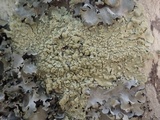 Flavoparmelia soredians image