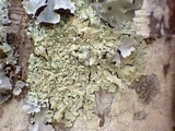 Flavoparmelia soredians image