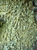 Flavoparmelia soredians image