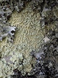 Flavoparmelia soredians image