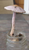 Inocybe geophylla var. lilacina image