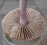 Inocybe geophylla var. lilacina image